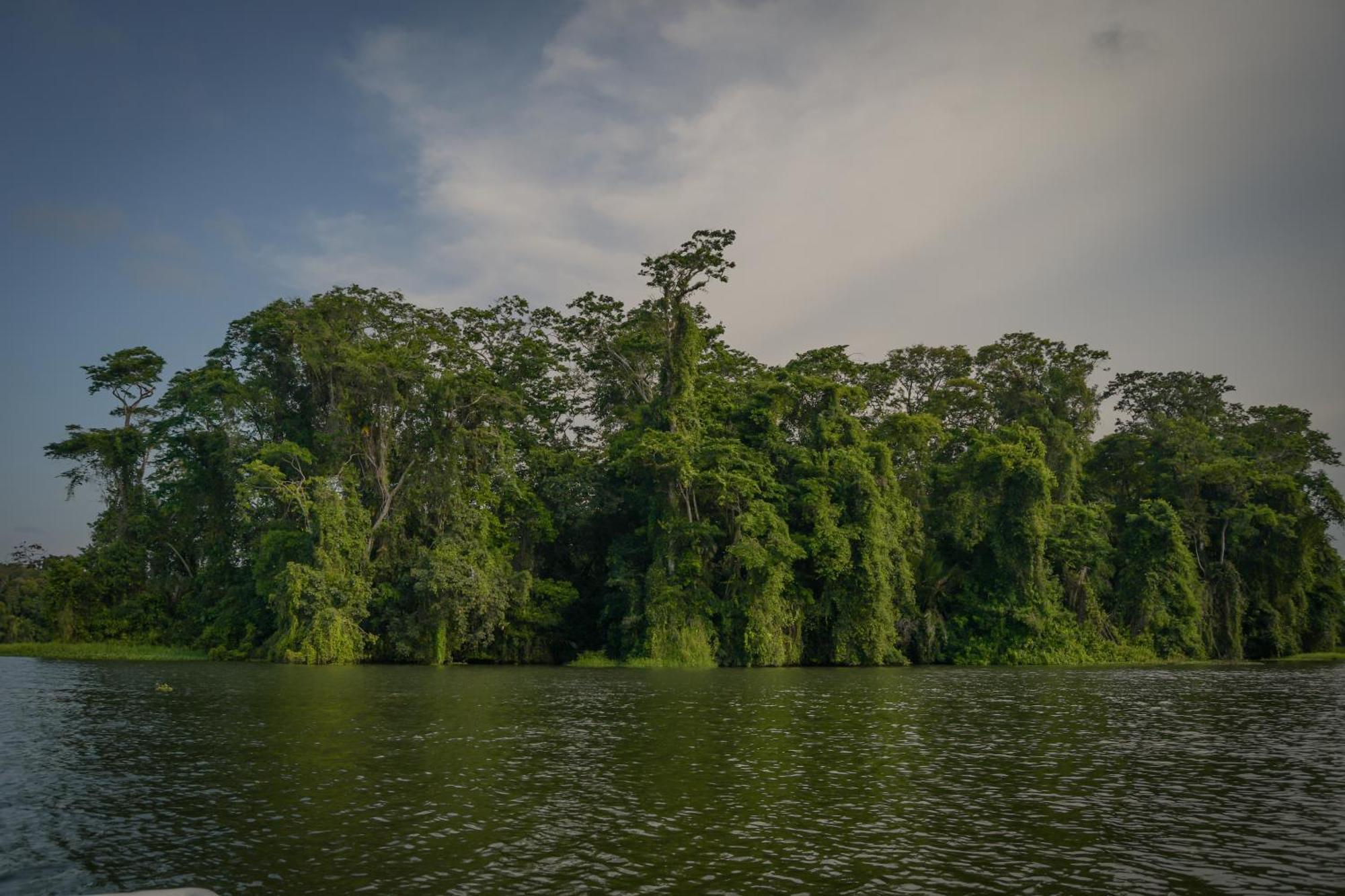 Hotel Serendipity Tortuguero Exterior photo